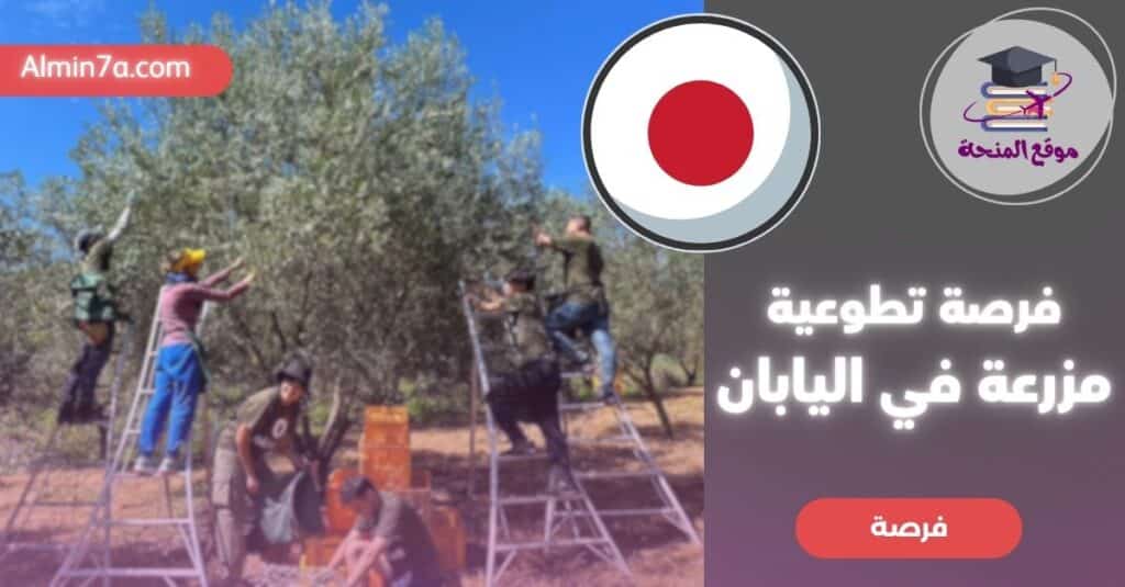 فرصة تطوع في مزرعة زيتون في اليابان: إقامة مجانية + طعام